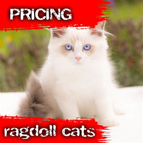 Buying Ragdoll Kittens Pricing Model