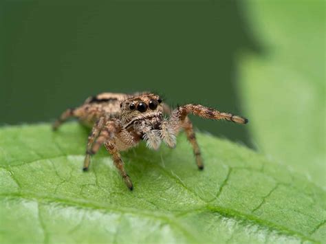Everything You Need To Know About Male Jumping Spiders