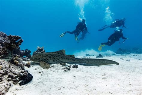 Scuba Diving 的图像结果