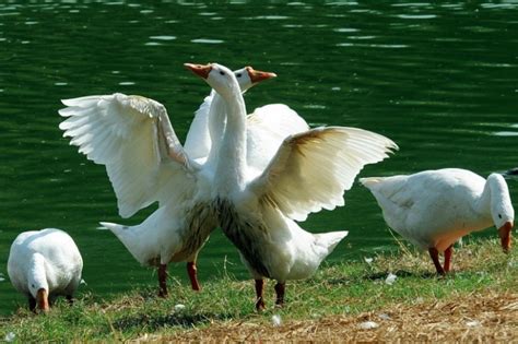 After Kerala, Hisar Begins Culling Of Ducks In The Wake Of Bird Flu At ...