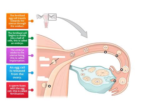 Fertilisation Process - Labelled diagram