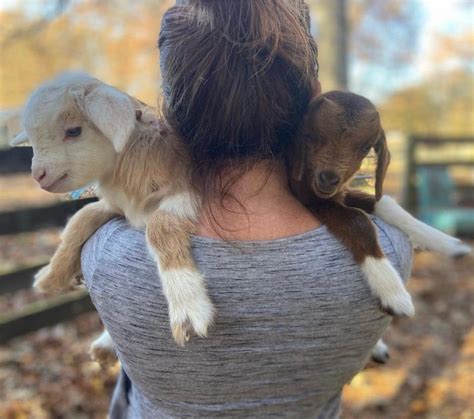 Baby Goat Snuggles, 990 Clement Dr, Rossville, TN, 30 December 2023 ...