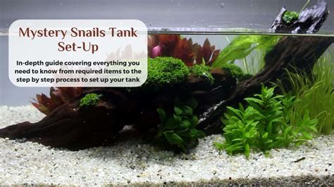 Pet Snail Tank 的图像结果