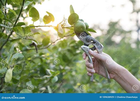 Farmers are Harvesting Fresh Lemon from Tree Branch Stock Image - Image of healthy, agriculture ...