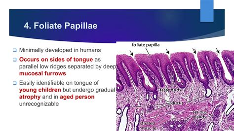 Gross Anatomy and Histology of Tongue by Dr. Rabia Inam Gandapore.pptx