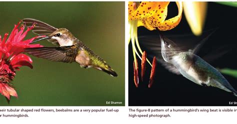 Hummingbird Migration in Southern California 的图像结果