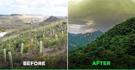 Chinese Payment App AliPay Got Users To Plant 100 Million Trees Across ...