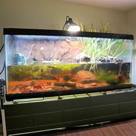 Setting Up a Turtle Tank 的图像结果