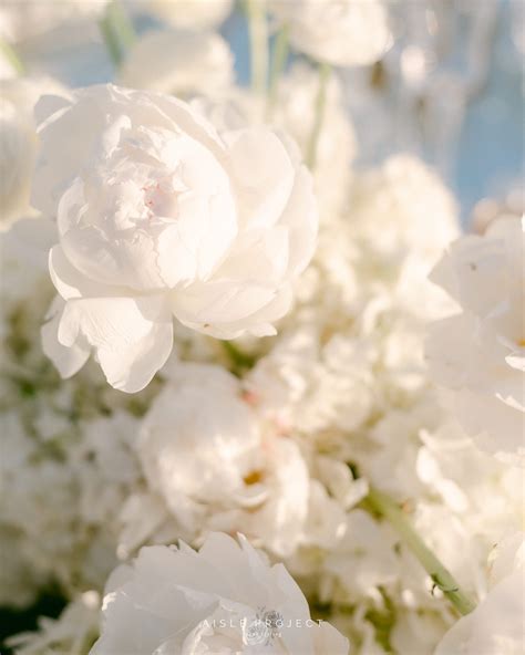 A I S L E P R O J E C T | Ethereal elegance meets timeless love—where ...