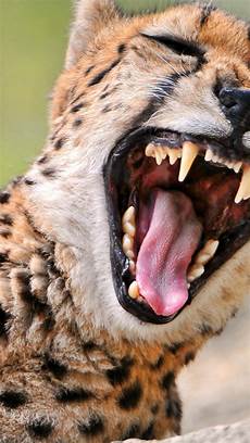 Wallpapers Of Animals by Animal Iphone Wallpaper Pixelstalk Net Wallpapers Of Animals