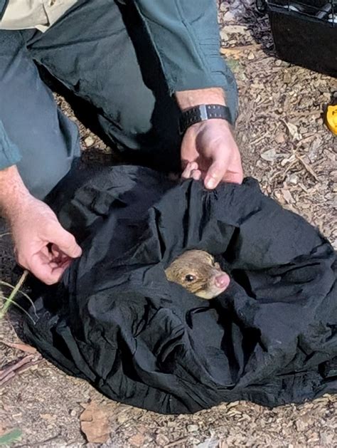 Quoll Returned To Habitat After Brisbane Discovery | Mirage News