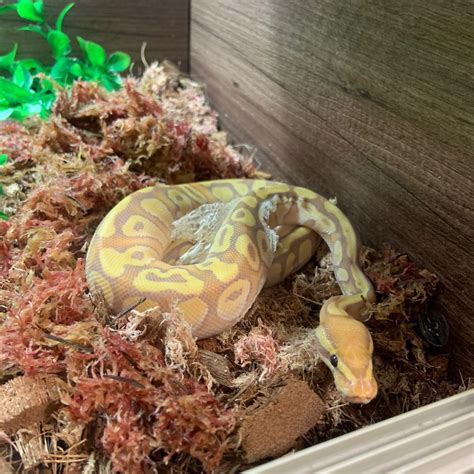 Image result for Banana Ball Python YouTube