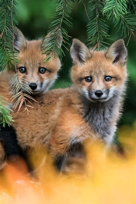 Image result for Animals Using a Computer