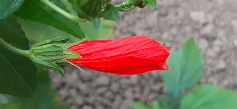 Red Wax Mallow Flower on Nature Background