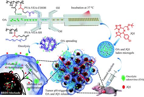 Tumor localization of oncolytic adenovirus assisted by pH-degradable ...