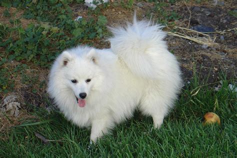 Japanese Spitz - Puppies, Rescue, Pictures, Information, Temperament, Characteristics | Animals ...
