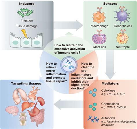 Inflammation Process Steps 的图像结果