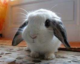 Image result for Baby Dutch Bunnies