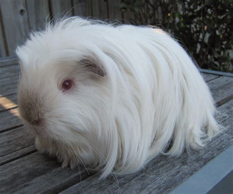 All Things Guinea Pig: Breeds and Varieties | Guinea pig breeding ...