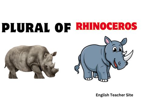 Plural of Hippopotamus: Understanding the Correct Form - English ...