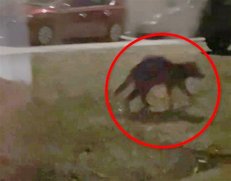 Mystery creature resembling blood-sucking 'Chupacabra' appears on woman ...