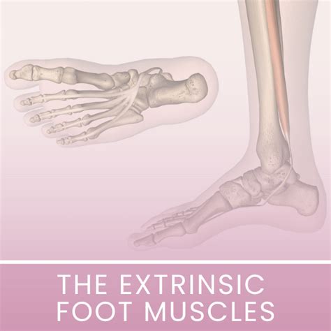 Extensor Digitorum Exercises 的图像结果