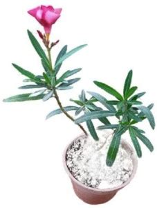 Getflix Kaner Plant Price in India - Buy Getflix Kaner Plant online at ...