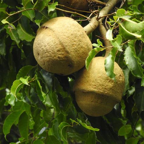 Exotic Fruit Plants (210) – Page 2 – Growcerys