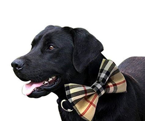 That Dog In Tuxedo Mr.Darcy Dog Bowtie Collar (S) : Amazon.in: Pet Supplies