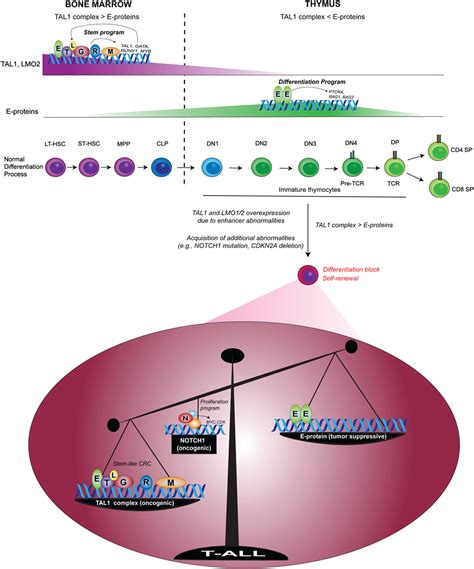 Frontiers | Leukemia-Initiating Cells in T-Cell Acute Lymphoblastic Leukemia