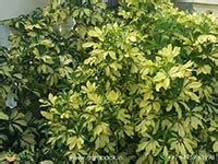 Agropack - Variegated Plants For Sale