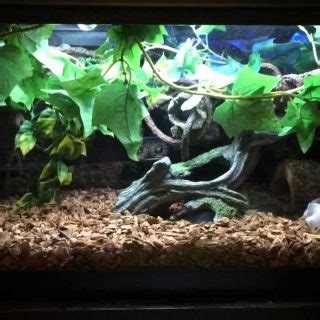 Spotted Python Enclosure 的图像结果