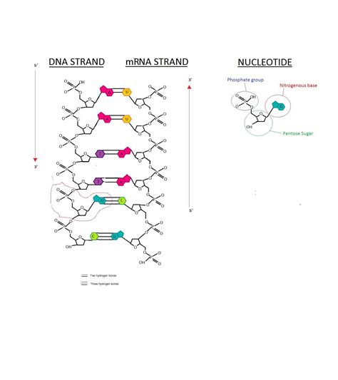 [FREE] Draw an mRNA strand thats complementary to the DNA strand AATTGC. Circle a nucleotide ...