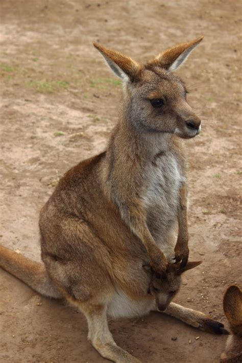 Kaenguru Bilder - Kostenloser Download auf Freepik