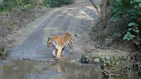 Jim Corbett becomes India’s first quarantine facility for animals
