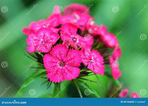 Sweet William Flower Blossom Dianthus Barbatus Stock Photo - Image of ...