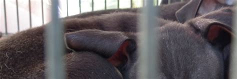 FAQs Illegal Puppy Trade - FOUR PAWS International - Animal Welfare ...