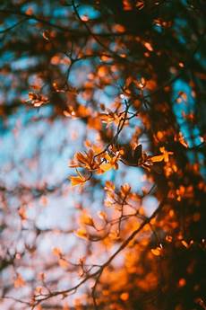 Aesthetic Fall Themed Wallpaper Iphone by Pin By Doaa On Something U May Like Fall Aesthetic Fall Themed Wallpaper Iphone