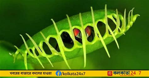 Waterwheel: উদ্ভিদ কুলের ঠগী এরা! মাংসাশী মল্লিকা ঝাঁঝির ফাঁদে পড়লেই ...