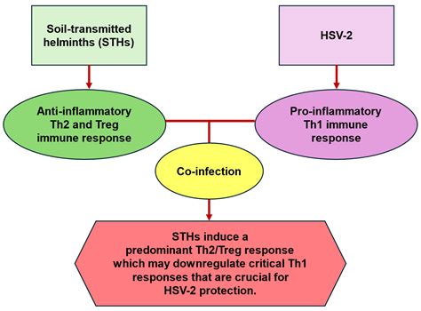 Potential Interactions Between Soil-Transmitted Helminths and Herpes ...