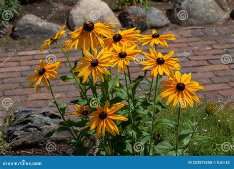 Yellow Black-eyed Susan Perennial Flowers in a Sunny Garden Stock Image ...