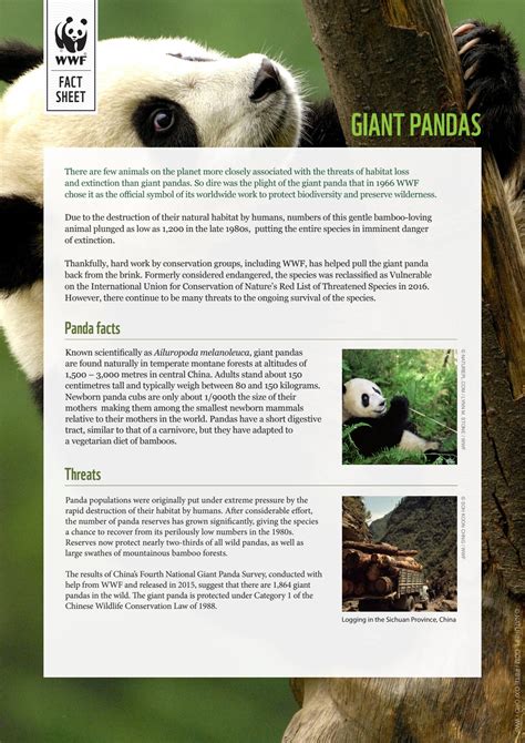 Infograpic Animal Facts About Giant Panda Animal Facts Red Panda Fact