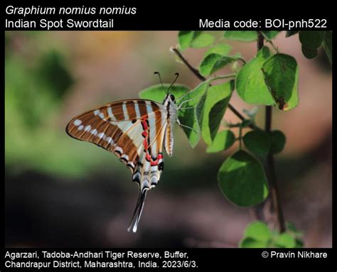 Graphium nomius nomius | Butterfly