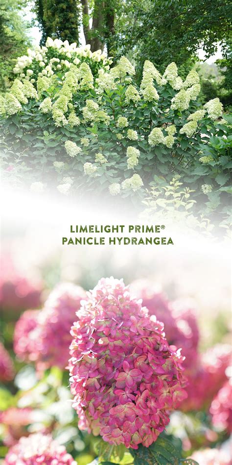 Limelight Prime® - Panicle Hydrangea - Hydrangea paniculata | Proven ...
