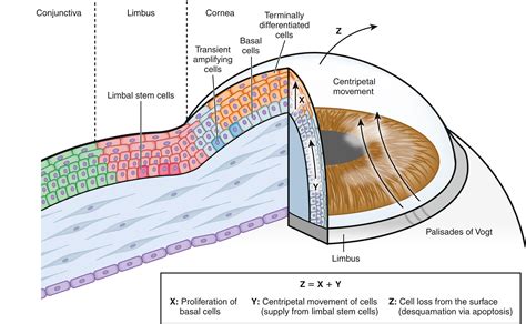 Cornea and Sclera: Anatomy and Physiology - Clinical Tree