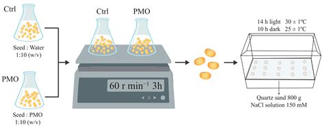 Mn3O4 Nanoenzyme Seed Soaking Enhanced Salt Tolerance in Soybean ...