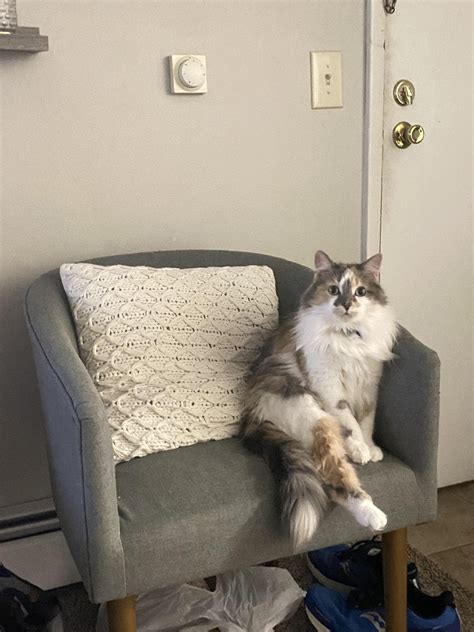 Penny the Cat therapist is now booking appointments! : r/cats