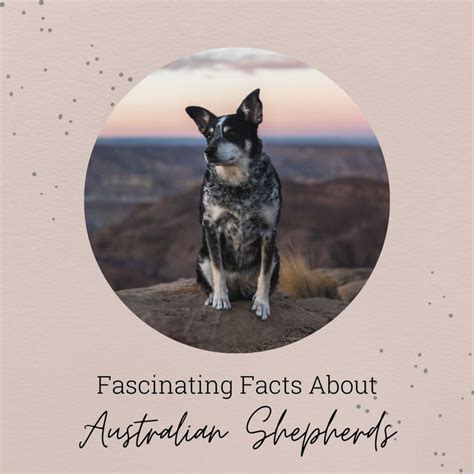 17 Interesting Facts About Australian Shepherds - PetHelpful