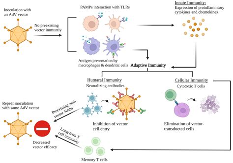 Significance of Preexisting Vector Immunity and Activation of Innate ...