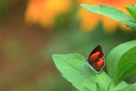 Image result for Flutter Webview Source Code